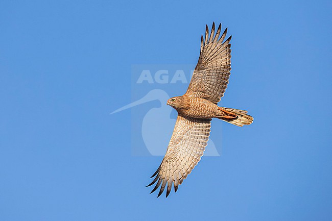 Immature Dark Chanting Goshawk, Melierax metabates, in the Gambia. In flight, seen from below. stock-image by Agami/Rafael Armada,