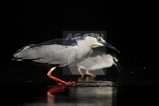 Kwakken jagend in water; Black-crowned Night Herons hunting in water stock-image by Agami/Marc Guyt,