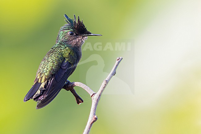 Antillean Crested Hummingbird (Orthorhyncus cristatus) Perched on a branch in Puerto Rico stock-image by Agami/Dubi Shapiro,
