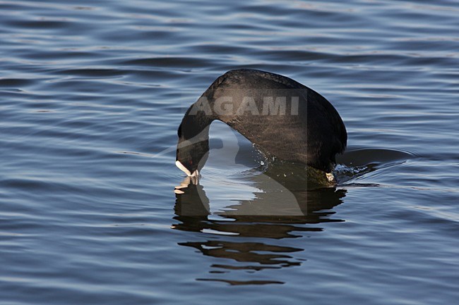 Meerkoet duikend; Eurasian Coot in diving stock-image by Agami/Chris van Rijswijk,