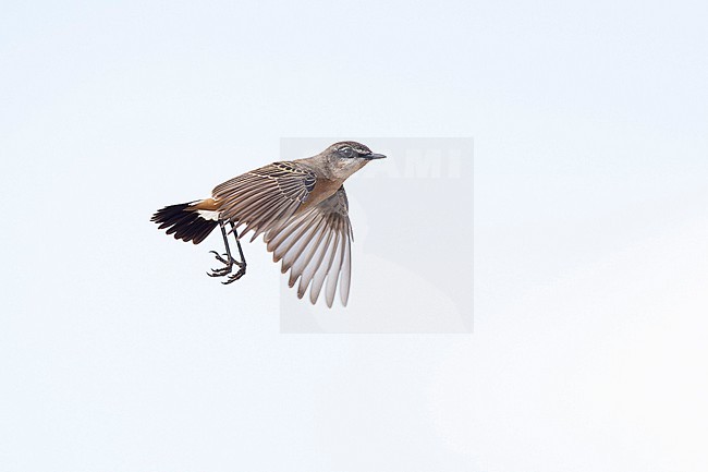 adult male buff-breasted wheatear (Oenanthe bottae), also known as Botta's wheatear or the red-breasted wheatear in flight, found in Gaysay Plains in Ethiopia stock-image by Agami/Mathias Putze,