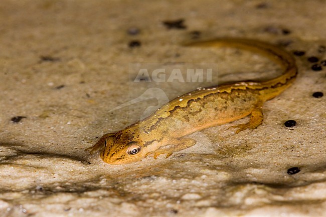 Kleine watersalamander; Smooth Newt stock-image by Agami/Theo Douma,