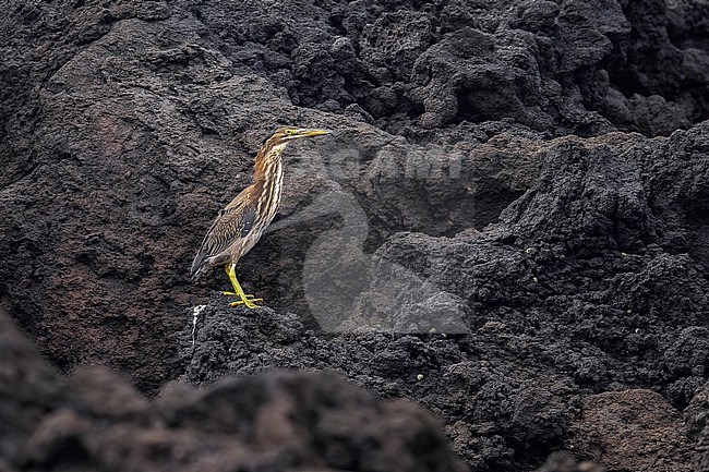 First winter Green Heron (Butorides virescens virescens) sitting on a rocky beach in Faja Grande, Flores, Azores, Portugal. stock-image by Agami/Vincent Legrand,
