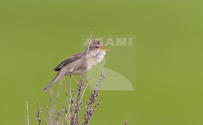 Marsh Warbler (Acrocephalus palustris) perched in scrub at Nordsjælland, Denmark stock-image by Agami/Helge Sorensen,