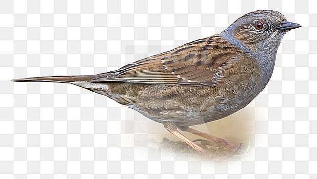Dunnock (Prunella modularis) perched on the ground stock-image by Agami/Daniele Occhiato,