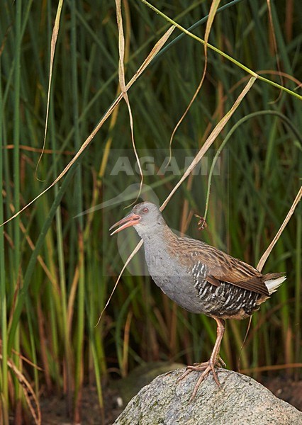 Roepende Waterral, Water Rail calling stock-image by Agami/Markus Varesvuo,