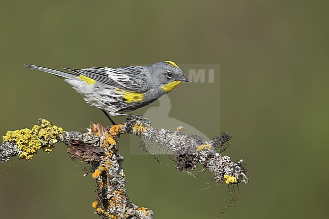 Adult male Audubon's Warbler (Setophaga auduboni) in summer plumage in the Kamloops, British Columbia in June 2015. stock-image by Agami/Brian E Small,