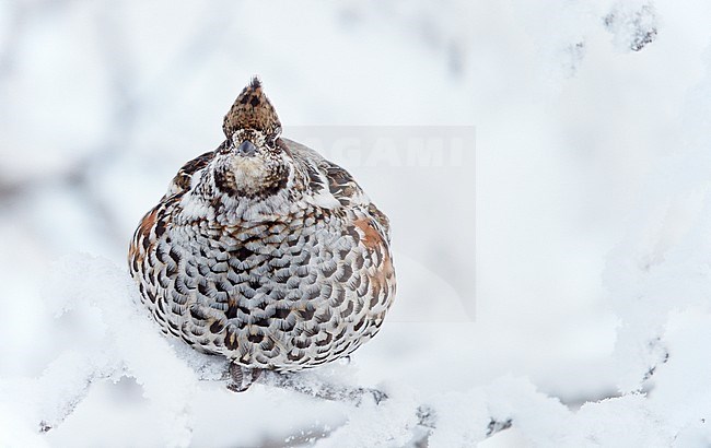 Hazelhoen foeragerend in de sneeuw, Hazel Grouse foraging in the snow stock-image by Agami/Markus Varesvuo,