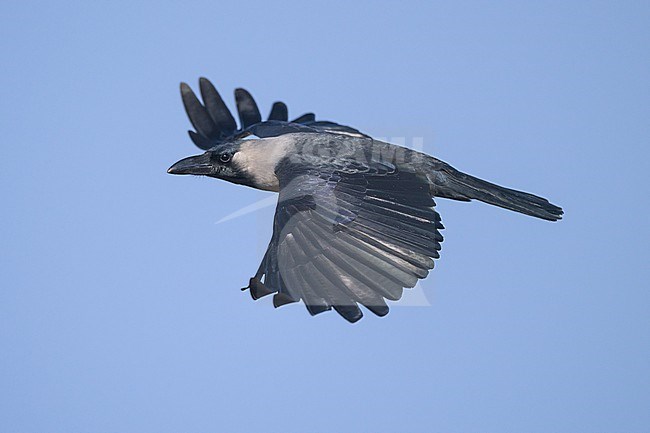 House Crow, Corvus splendens, in flight with the sky as backgound. stock-image by Agami/Sylvain Reyt,