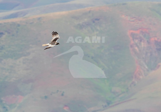 Adult male Malagasy Harrier (Circus macrosceles) in flight over rural landscape in northern part of the island. Also known as the Madagascar Harrier. stock-image by Agami/Marc Guyt,