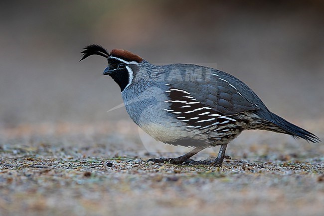 Gambel's Quail (Callipepla gambelii) adult perched on the ground stock-image by Agami/Dubi Shapiro,