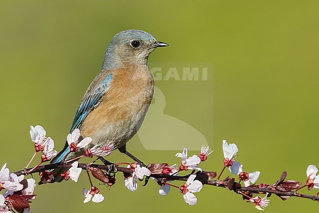 Adult female
Los Angeles Co., CA
March 2013 stock-image by Agami/Brian E Small,