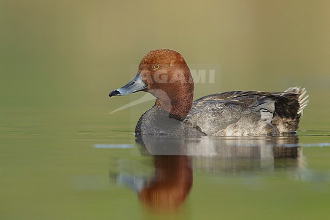 Adult male Redhead (Aythya americana)
Kamloops, British Colombia
June 2015 stock-image by Agami/Brian E Small,