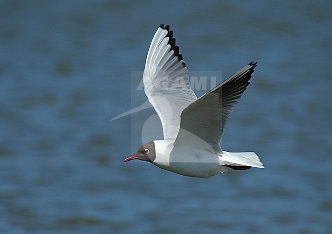  stock-image by Agami/Roy de Haas,