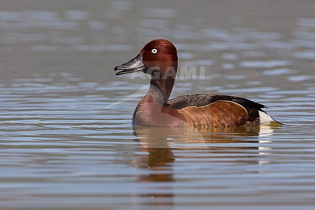 Witoogeend; Aythya nyroca; Ferruginous Duck stock-image by Agami/Daniele Occhiato,