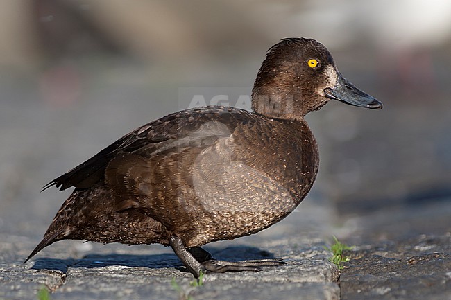 Tufted Duck, Kuifeend, Aythya fuligula, Iceland, adult female stock-image by Agami/Ralph Martin,