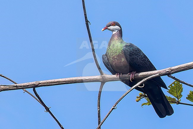 Metallic Pigeon (Columba vitiensis) perched on a branch in Papua New Guinea. stock-image by Agami/Glenn Bartley,