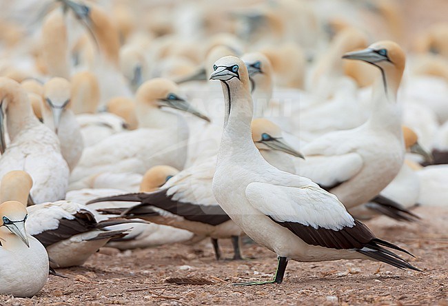 Colony of Cape Gannets (Morus capensis) at Lamberts Bay, South Africa. stock-image by Agami/Marc Guyt,