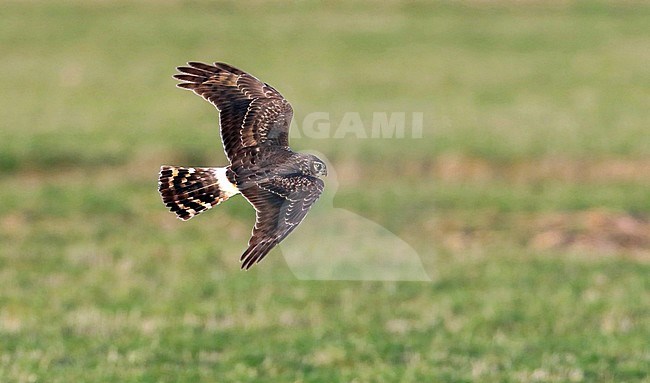  stock-image by Agami/Jacques van der Neut,
