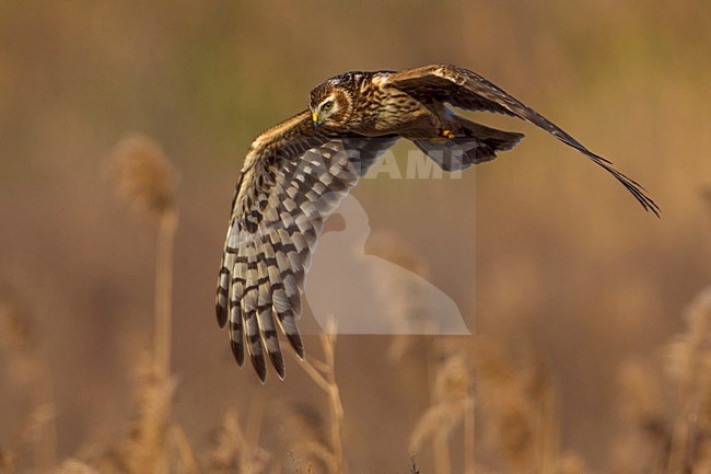 Blauwe Kiekendief vrouw in vlucht; Hen Harrier female in flight stock-image by Agami/Daniele Occhiato,