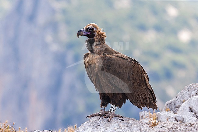 Monniksgier; Black Vulture; Aegypius monachus stock-image by Agami/Daniele Occhiato,