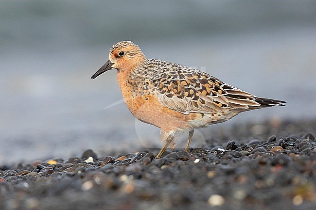 Red Knot (Calidris canutus islandica), side view of an adult standing on the shore, Northwestern Region, Iceland stock-image by Agami/Saverio Gatto,