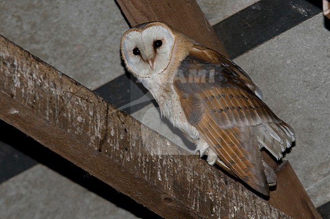 Kerkuil in schuur; Dark Barn Owl perched in barn stock-image by Agami/Han Bouwmeester,
