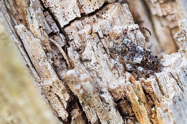 Pogonocherus fasciculatus - Gemeiner Wimperbock, France (Alsace), imago stock-image by Agami/Ralph Martin,