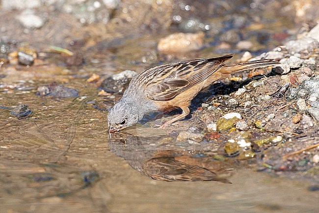 Adult Cretzschmar's Bunting (Emberiza caesia) during spring on the Greek island Lesbos. Drinking from water. stock-image by Agami/Marc Guyt,