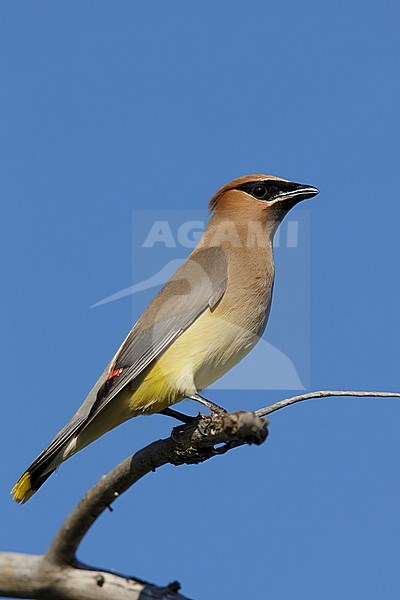 Adult Cedar Waxwing (Bombycilla cedrorum) perched in a tree in Kamloops, British Columbia, Canada. stock-image by Agami/Brian E Small,