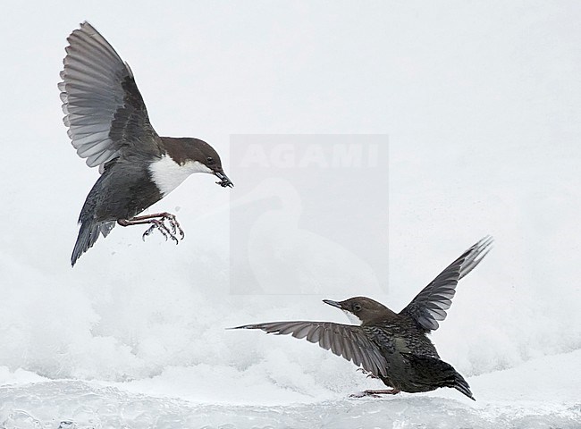 Black-bellied White-throated Dipper (Cinclus cinclus cinclus) in river at Kuusamo Finland. Fight between two dippers over feeding territory. stock-image by Agami/Markus Varesvuo,