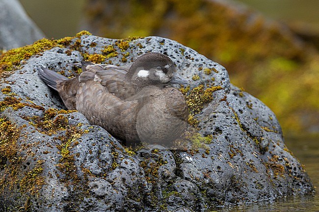Harlequin Duck (Histrionicus histrionicus), adult female resting on a rock, Southern Region, Iceland stock-image by Agami/Saverio Gatto,
