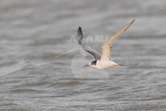 Common Tern (Sterna hirundo) in winter plumage in flight. stock-image by Agami/David Monticelli,