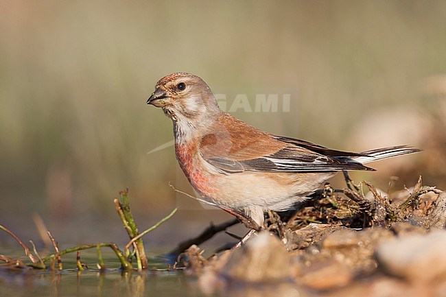 Linnet - BluthÃ¤nfling - Carduelis cannabina ssp. mediterranea, Croatia, adult male stock-image by Agami/Ralph Martin,