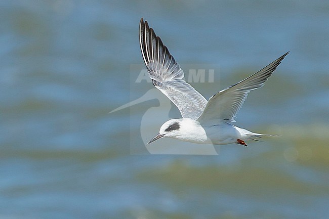 Subadult Forster's Tern (Sterna forsteri) in non-breeding plumage during spring at the coast of Galveston County, Texas, USA. stock-image by Agami/Brian E Small,
