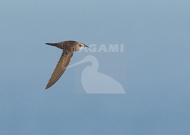 First-winter Pallid Swift (Apus pallidus), Cromer, Norfolk, England, during late autumn. stock-image by Agami/Steve Gantlett,