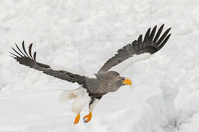 Steller's Sea Eagle, Haliaeetus pelagicus, wintering at Rauso, Hokkaido, Japan. stock-image by Agami/Pete Morris,