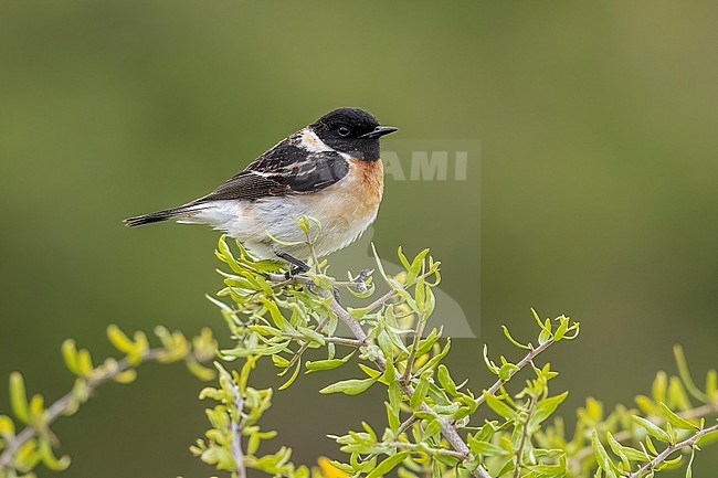 First-summer male Siberian Stonechat (Saxicola maurus hemprichii) aka Hemprich's Stonechat perched on a bush in El Greco, Cyprus. stock-image by Agami/Vincent Legrand,