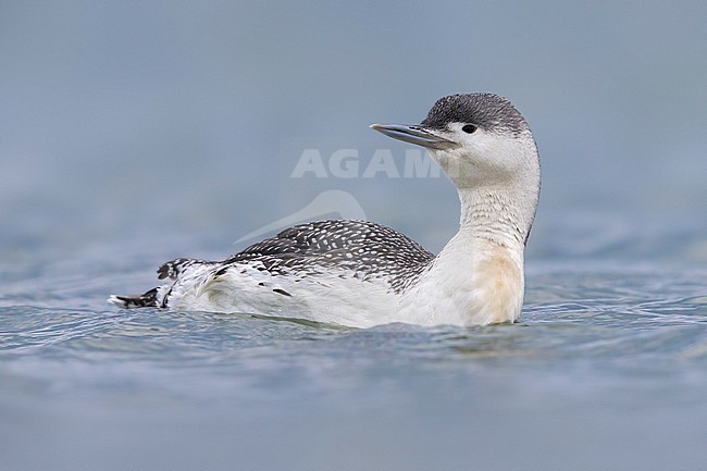 Red-throated Diver (Gavia stellata) wintering in Italy stock-image by Agami/Daniele Occhiato,