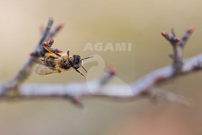 Andrena flavipes - Gemeine Sandbiene, France (Alsace), imago, female stock-image by Agami/Ralph Martin,