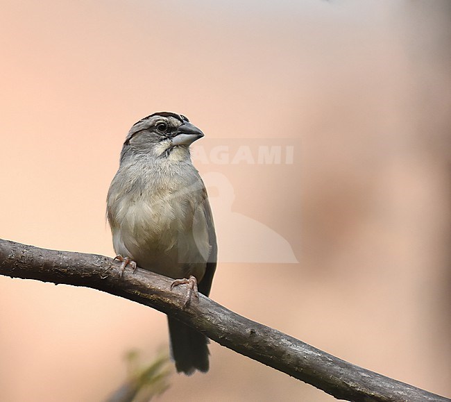 Tumbes Sparrow, Rhynchospiza stolzmanni, in Chaparri Private Conservation Area in Lambayeque in northern Peru. stock-image by Agami/Laurens Steijn,