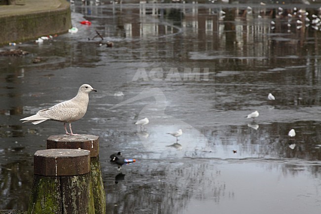 Kleine Burgemeester in eerste winterkleed in de stad; Iceland Gull in first winter plumage in city stock-image by Agami/Chris van Rijswijk,