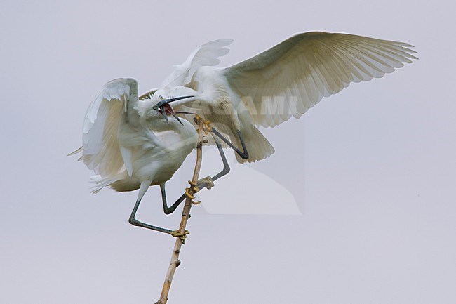 Vechtende Kleine Zilverreiger in kolonie; Little Egrets fighting in colony stock-image by Agami/Daniele Occhiato,