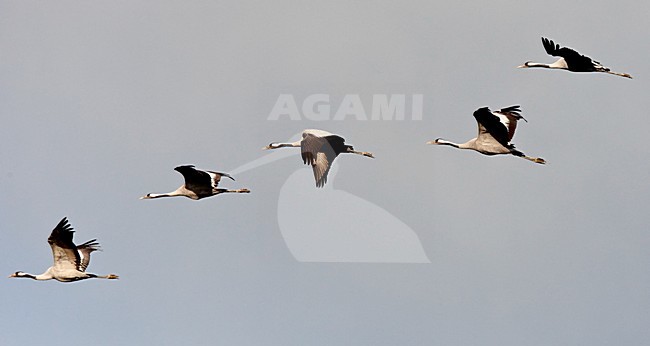 Kraanvogel vliegend; Common Crane flying stock-image by Agami/Roy de Haas,