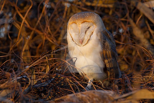 Duttende Kerkuil, Dozing Barn Owl stock-image by Agami/Daniele Occhiato,