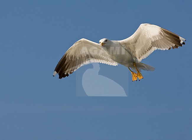 Kleine Mantelmeeuw vliegend Nederland, Lesser Black-backed Gull in flight Netherlands stock-image by Agami/Wil Leurs,