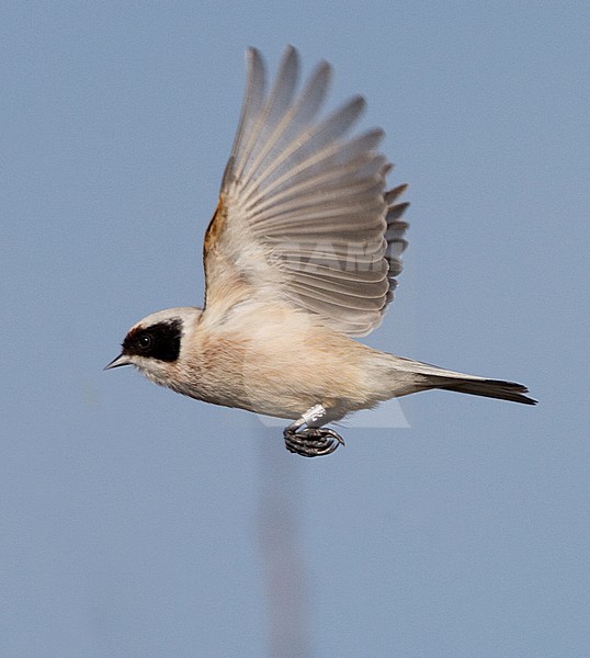 Adult male Penduline Tit (Remiz pendulinus) on the Wadden Island Texel in the Netherlands. Flying towards a new perch. stock-image by Agami/Marc Guyt,