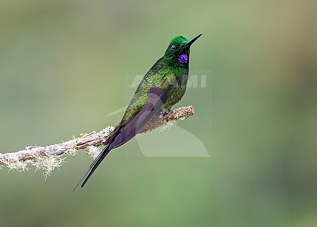Empress Brilliant (Heliodoxa imperatrix) male perched on a thin lichen-covered twig with plain background stock-image by Agami/Andy & Gill Swash ,