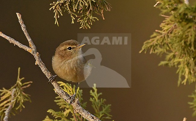 Brown Woodland Warbler (Phylloscopus umbrovirens) is a species confined to northeast Africa and southern Arabia. stock-image by Agami/Eduard Sangster,