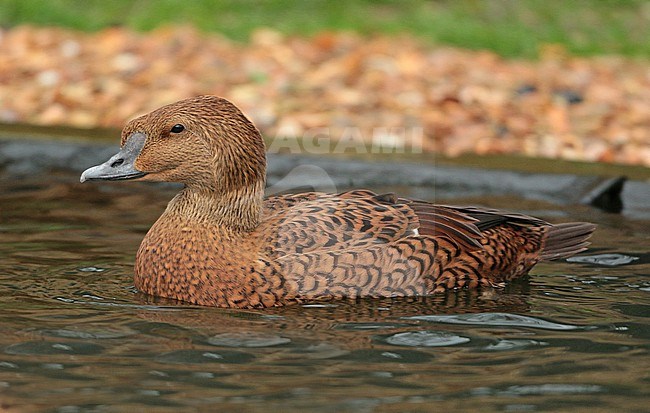 King Eider (Somateria spectabilis, adult female swimming in captivity, seen from the side. stock-image by Agami/Fred Visscher,